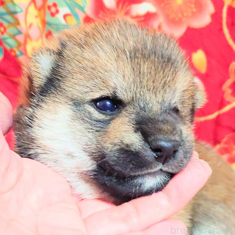 販売中の大阪府の柴犬-454748の3枚目