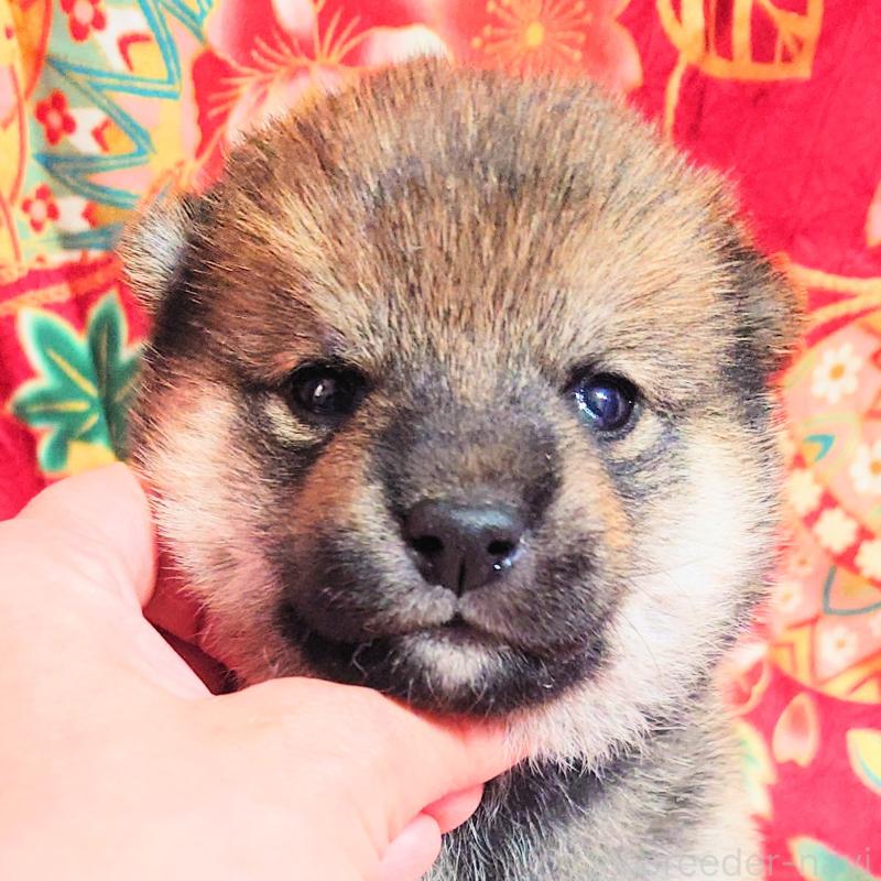 販売中の大阪府の柴犬-454748の2枚目