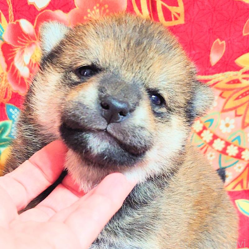 販売中の大阪府の柴犬-454750の11枚目