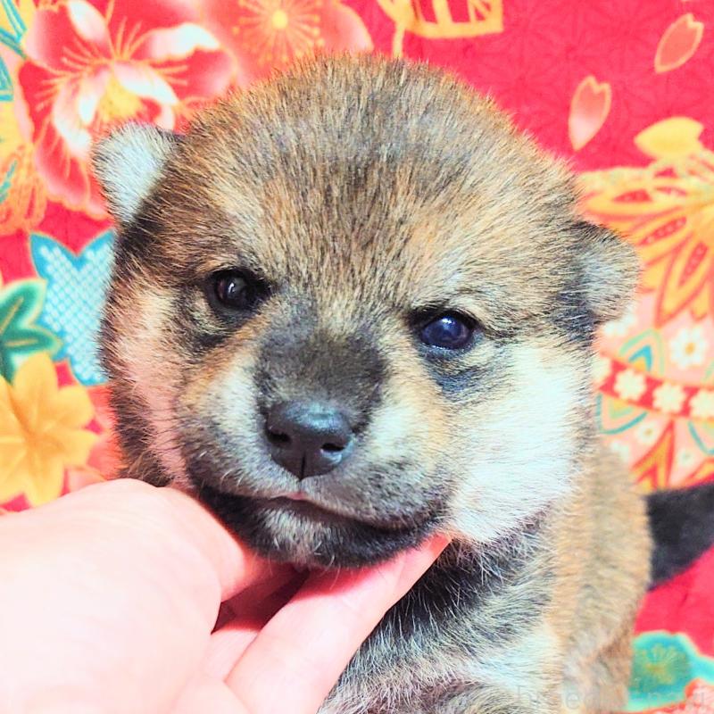 販売中の大阪府の柴犬-454750の10枚目