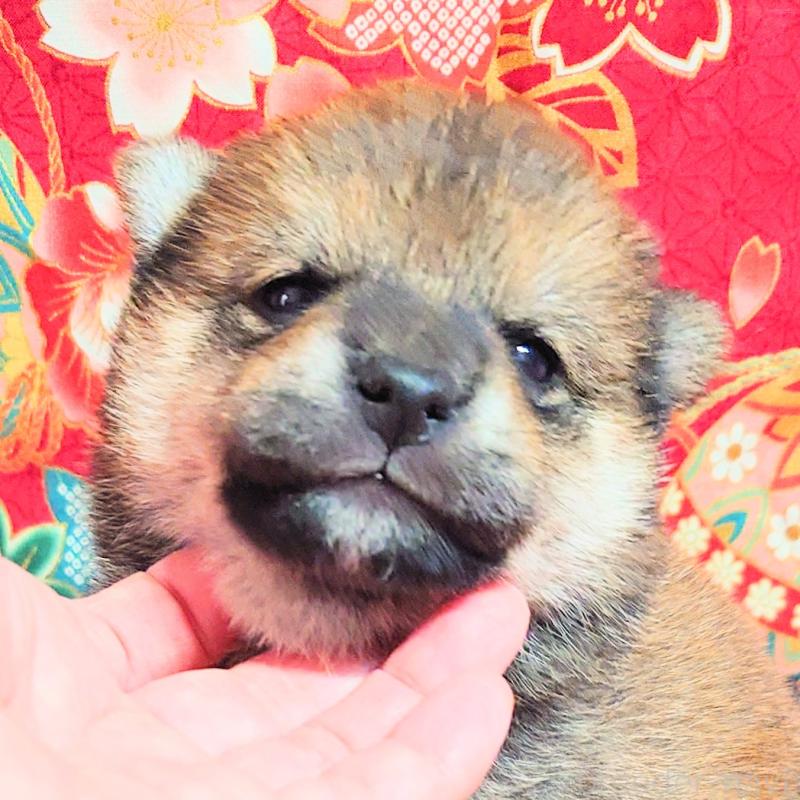 販売中の大阪府の柴犬-454750の9枚目