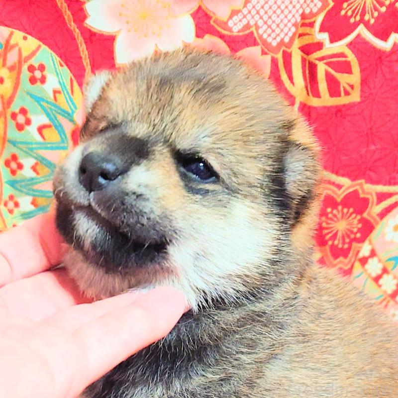 販売中の大阪府の柴犬-454750の8枚目