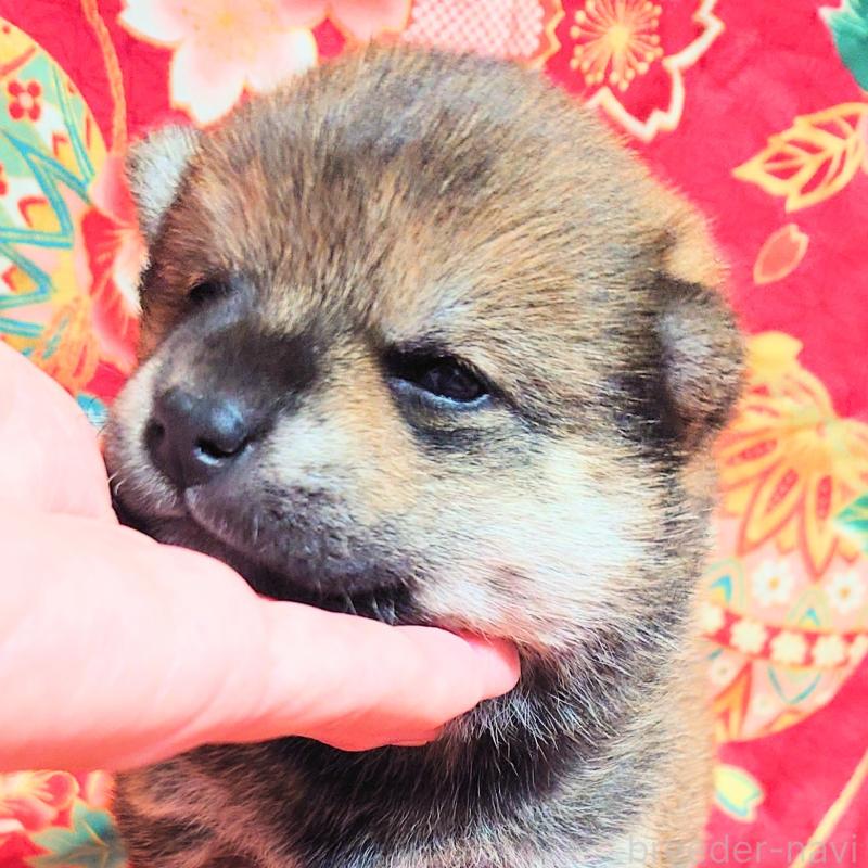 販売中の大阪府の柴犬-454750の7枚目