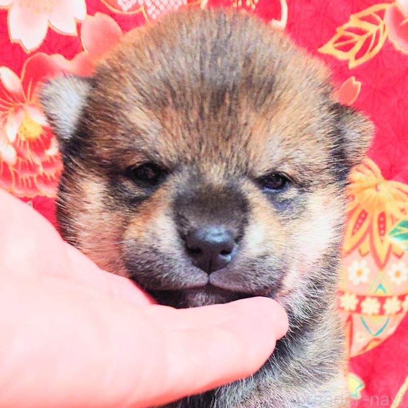 販売中の大阪府の柴犬-454750の6枚目