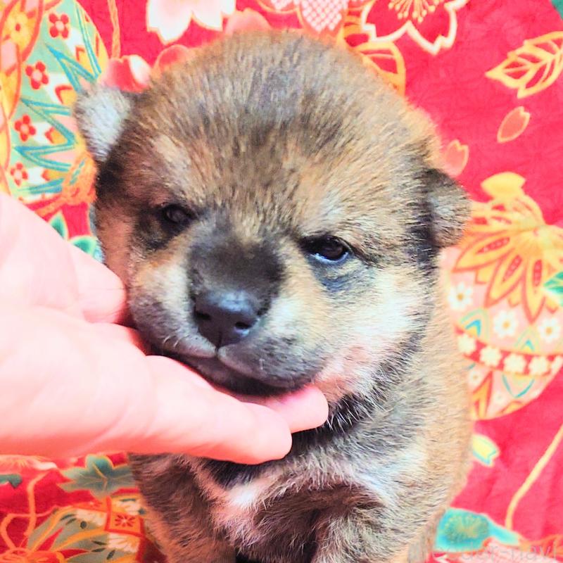 販売中の大阪府の柴犬-454750の5枚目