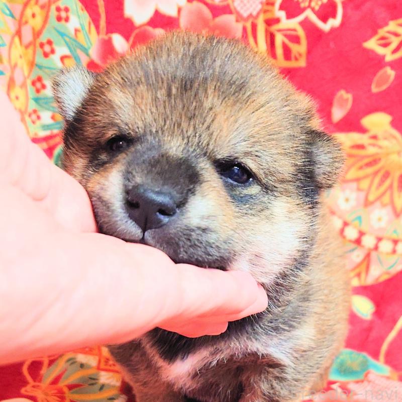 販売中の大阪府の柴犬-454750の4枚目