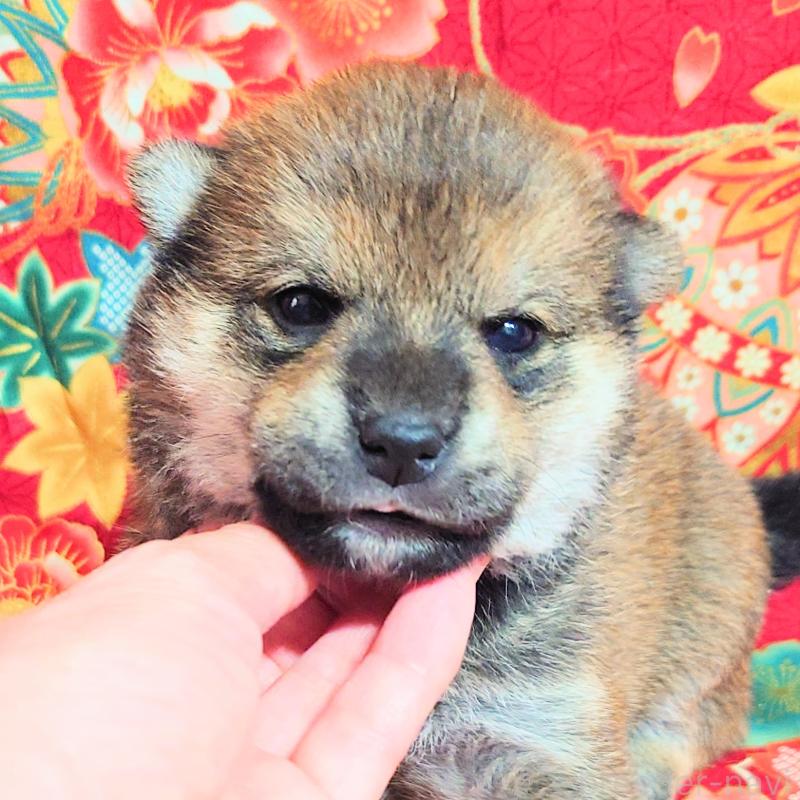 販売中の大阪府の柴犬-454750の3枚目