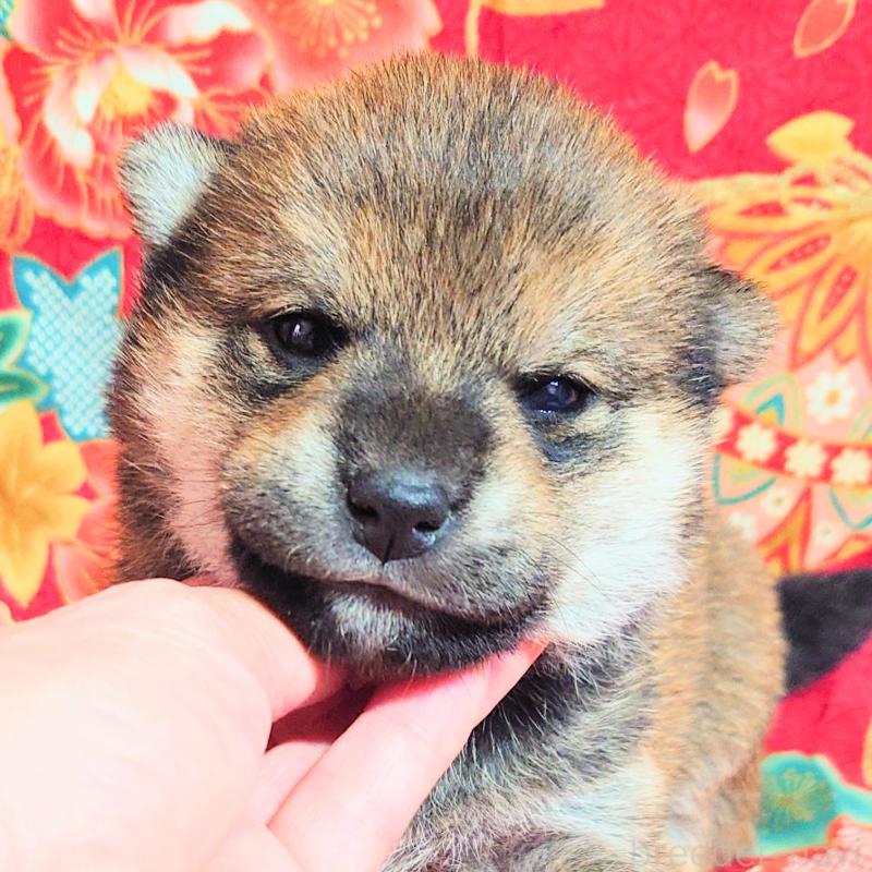 販売中の大阪府の柴犬-454750の2枚目