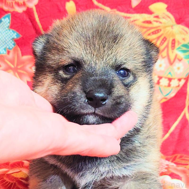 販売中の大阪府の柴犬-454751の11枚目