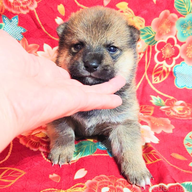 販売中の大阪府の柴犬-454751の10枚目