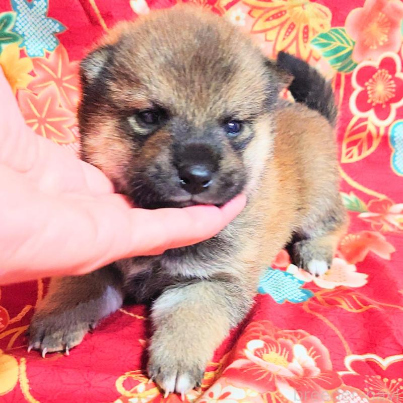 販売中の大阪府の柴犬-454751の9枚目