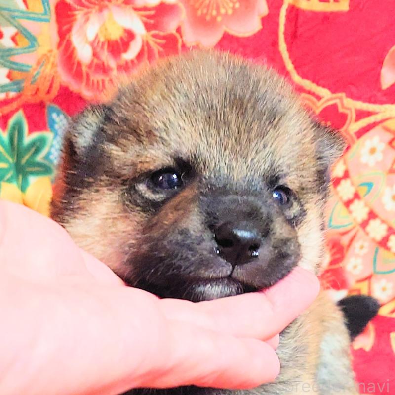 販売中の大阪府の柴犬-454751の8枚目