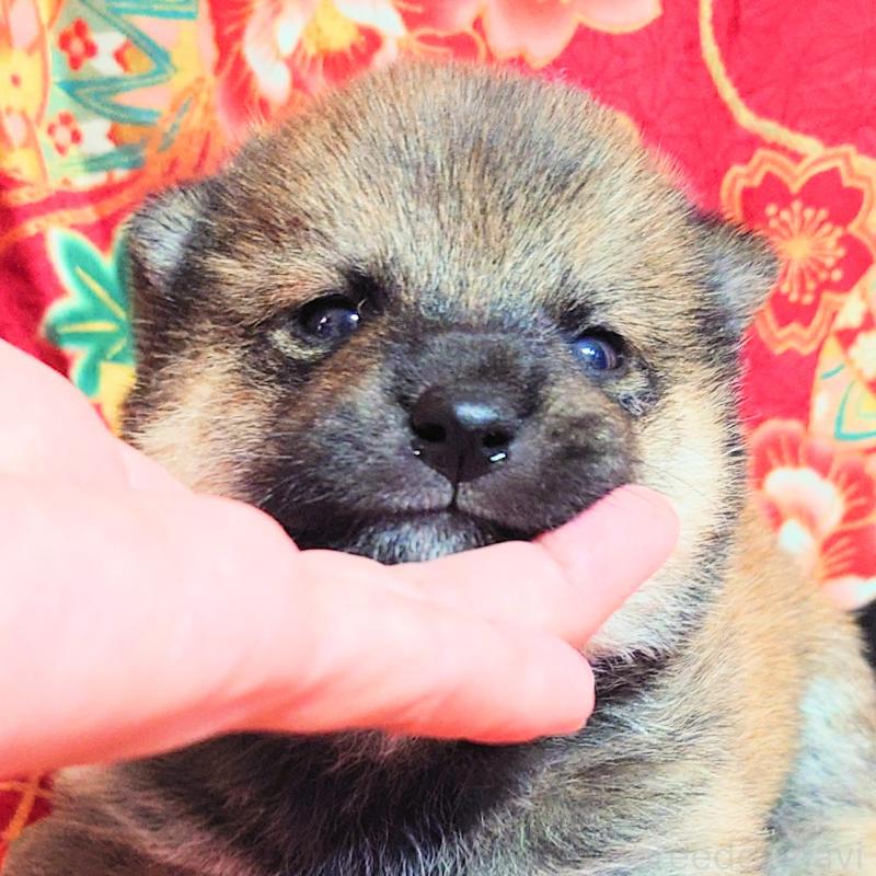 販売中の大阪府の柴犬-454751の7枚目