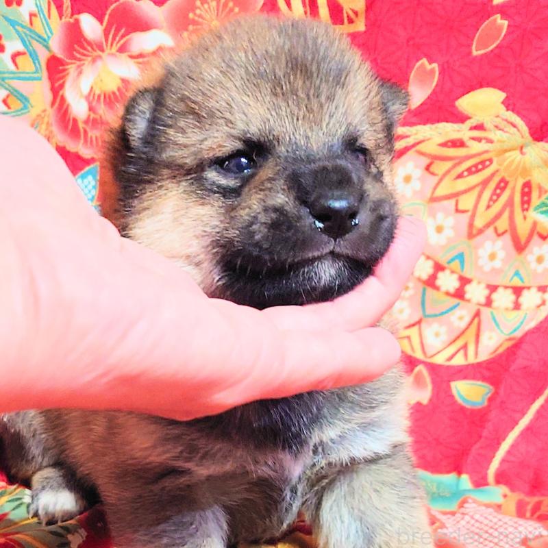 販売中の大阪府の柴犬-454751の6枚目