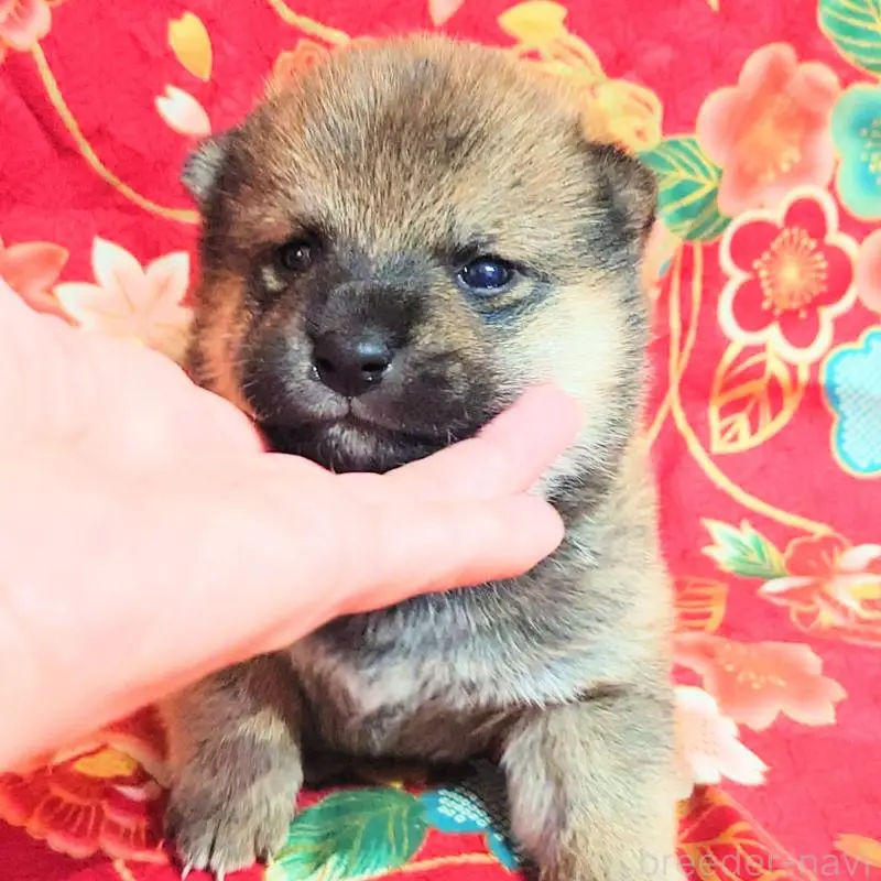 販売中の大阪府の柴犬-454751の5枚目