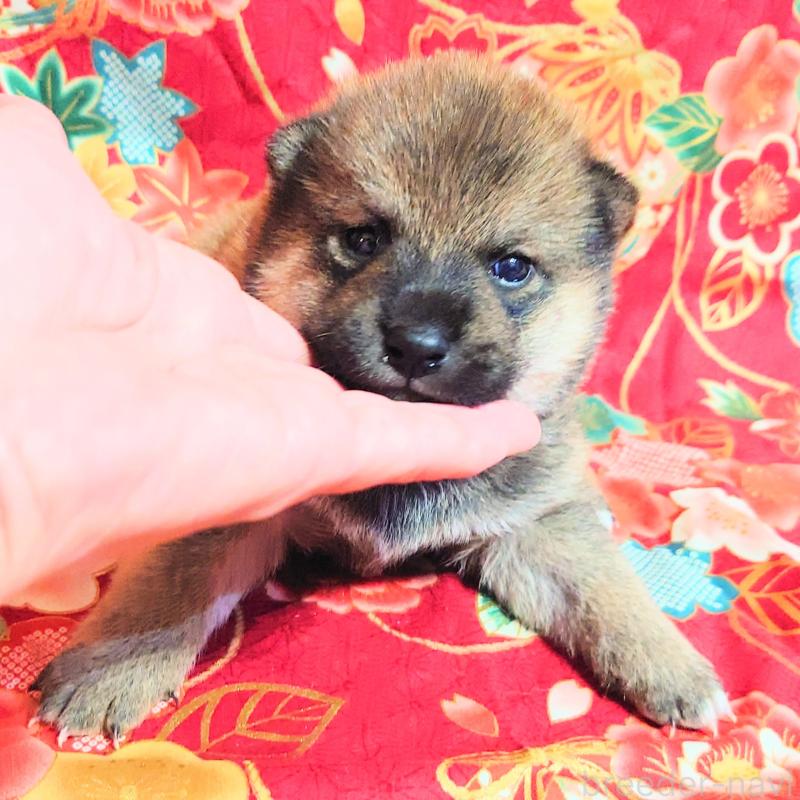 販売中の大阪府の柴犬-454751の4枚目