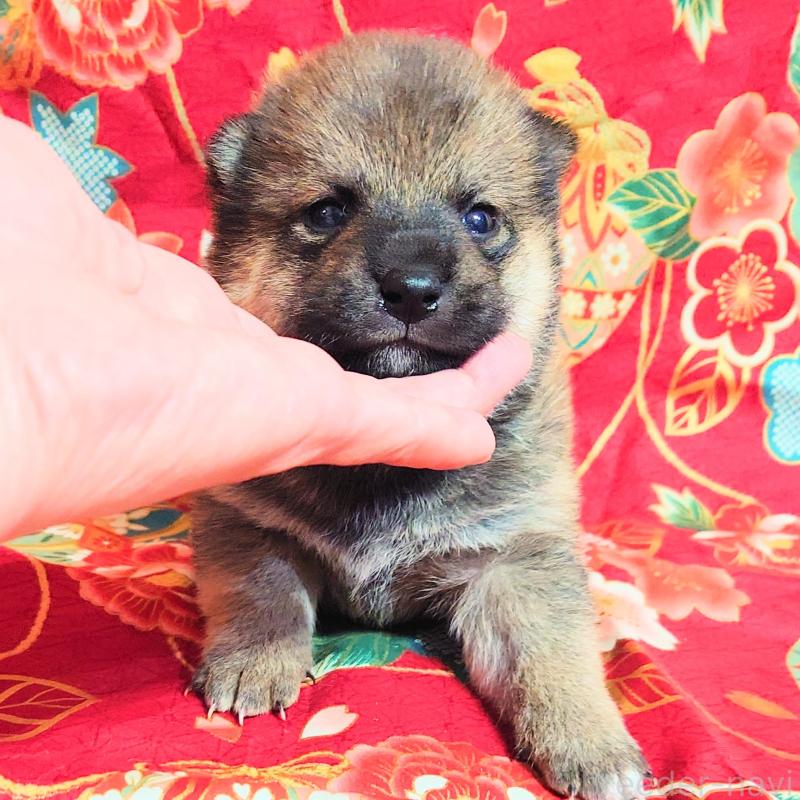 販売中の大阪府の柴犬-454751の3枚目