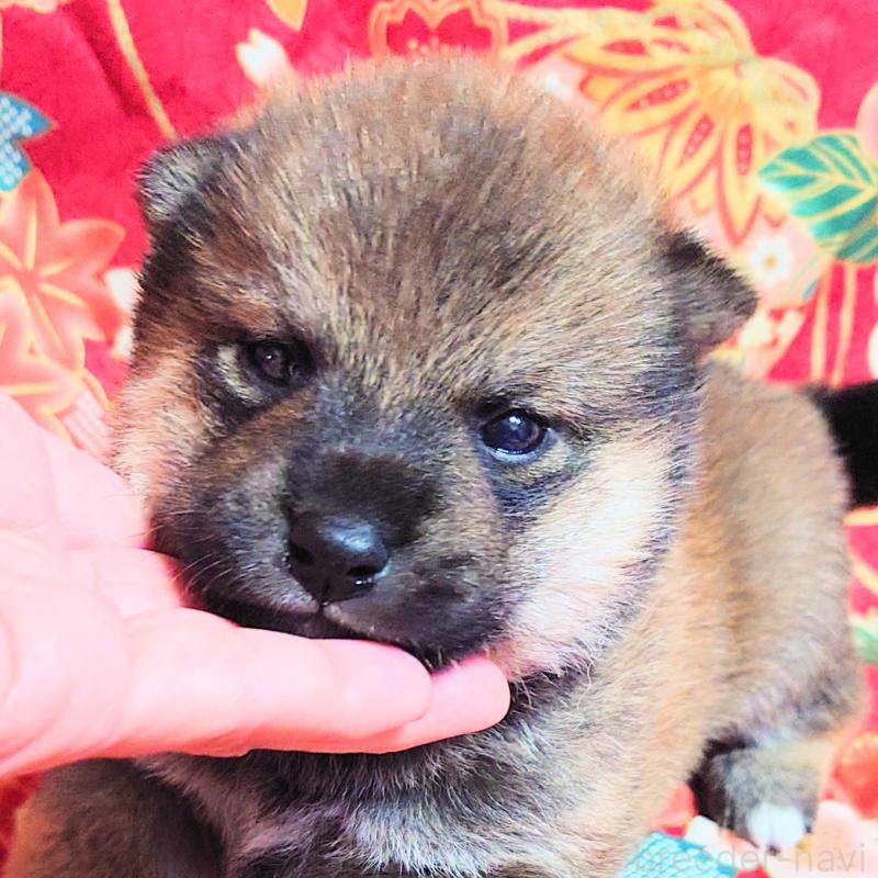 販売中の大阪府の柴犬-454751の2枚目