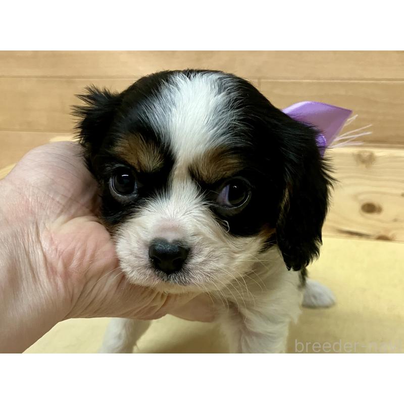 販売中の埼玉県のキャバリアキングチャールズスパニエル-454772の3枚目