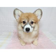 ♀︎ウェルシュコーギーペンブローク