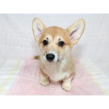 ♀︎ウェルシュコーギーペンブローク