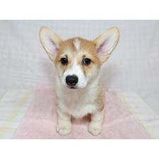 ♀︎ウェルシュコーギーペンブローク