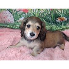 ♀︎ミニチュアダックスフンド(ロングヘアード)