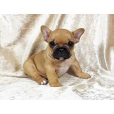 ♀︎フレンチブルドッグ