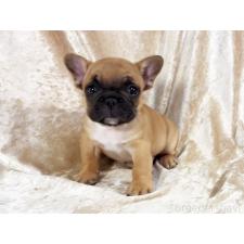 ♀︎フレンチブルドッグ