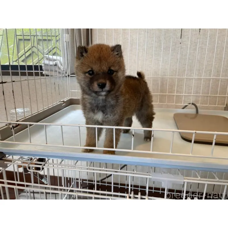 販売中の兵庫県の豆柴-454755の5枚目