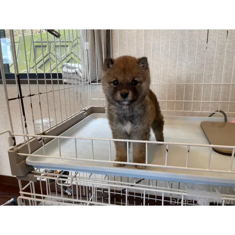 販売中の兵庫県の豆柴-454755の4枚目