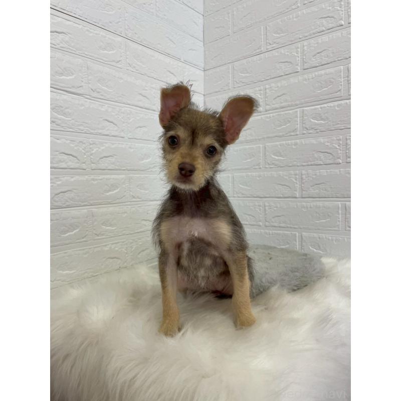 販売中の岡山県のミックス犬-447321の12枚目