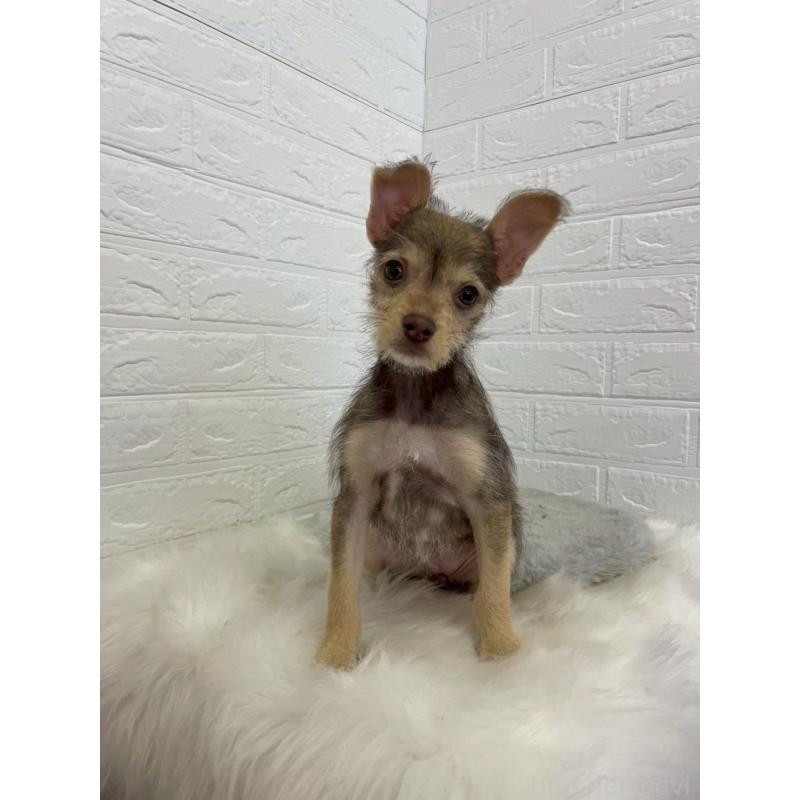 販売中の岡山県のミックス犬-447321の11枚目