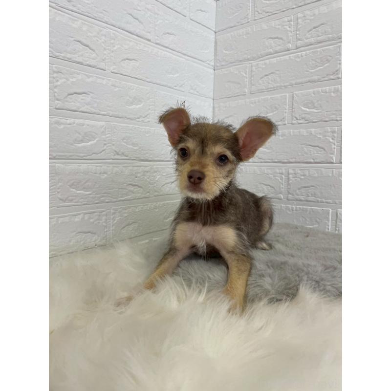 販売中の岡山県のミックス犬-447321の10枚目