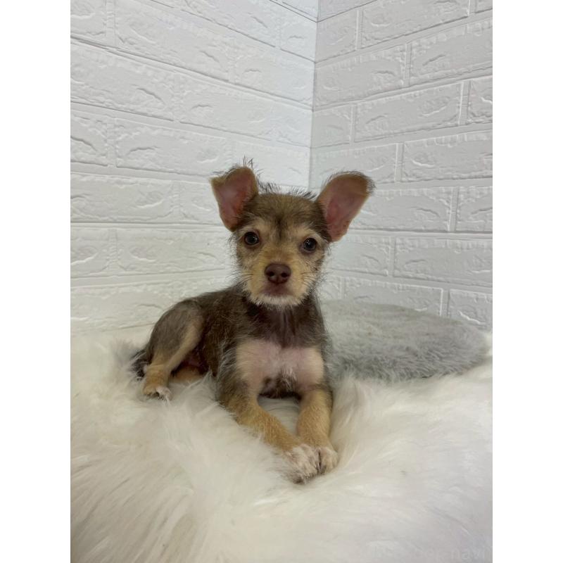 販売中の岡山県のミックス犬-447321の9枚目