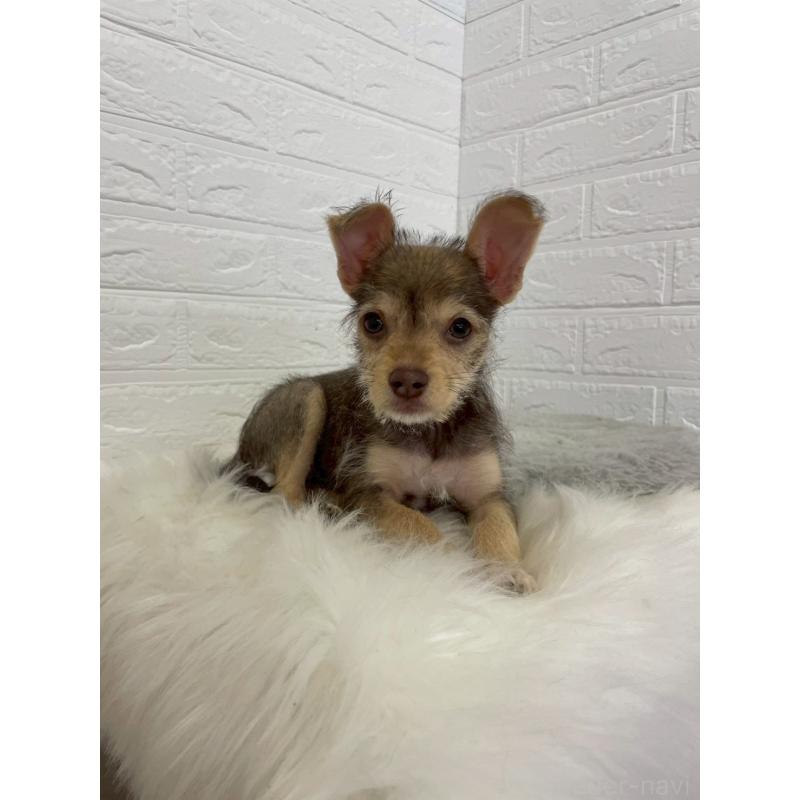 販売中の岡山県のミックス犬-447321の7枚目