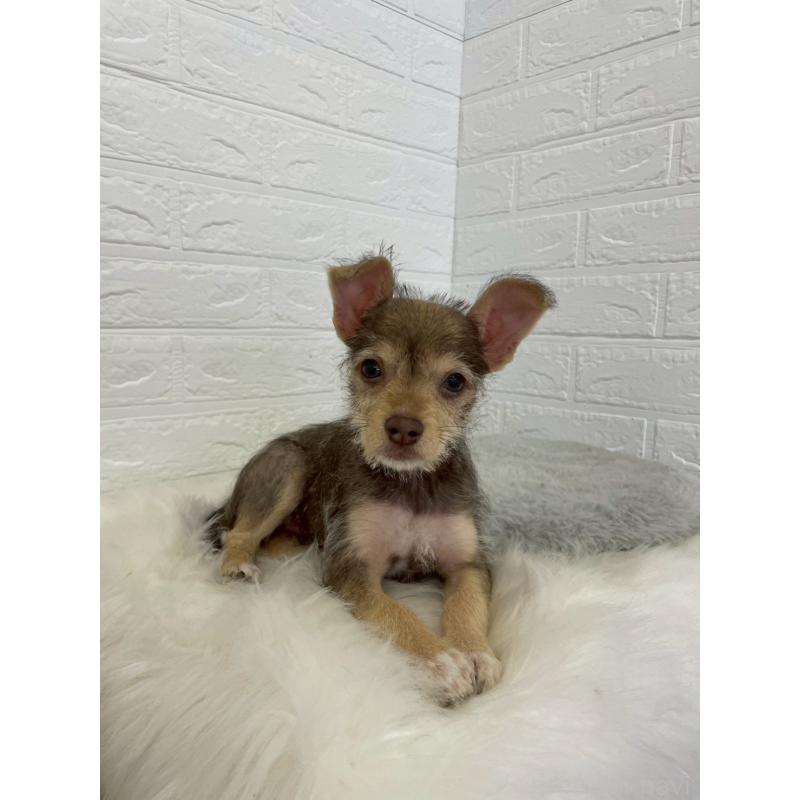 販売中の岡山県のミックス犬-447321の5枚目