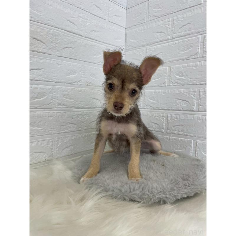 販売中の岡山県のミックス犬-447321の4枚目