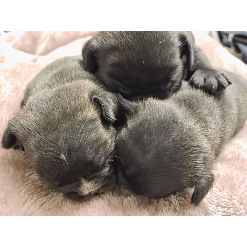 販売中の埼玉県のミックス犬-454757の6枚目