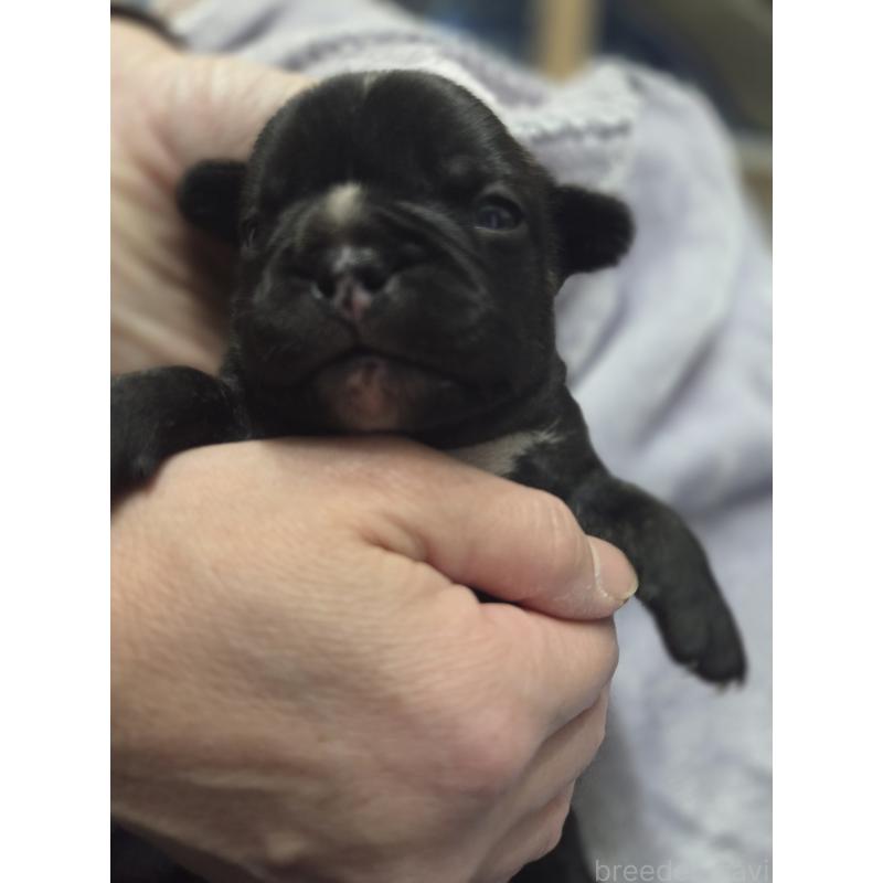 販売中の埼玉県のミックス犬-454757の5枚目