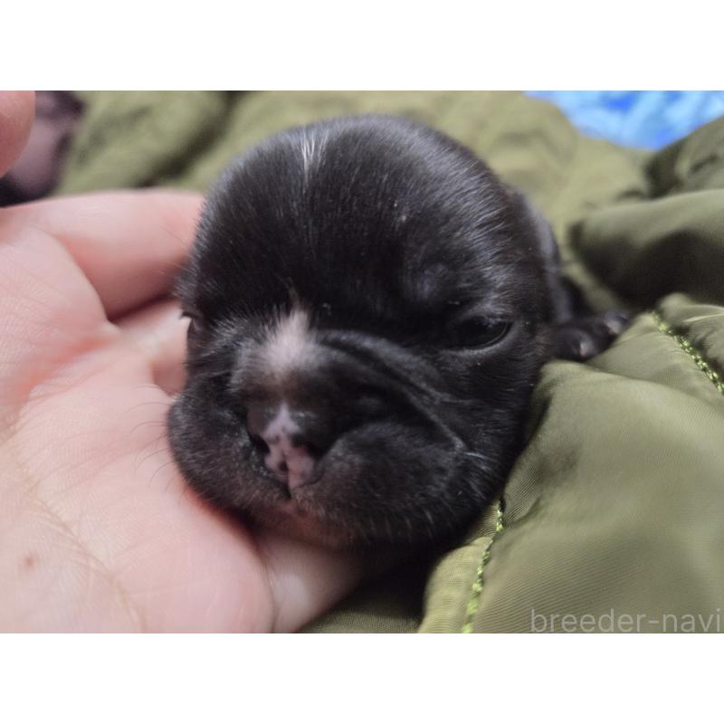 販売中の埼玉県のミックス犬-454757の4枚目