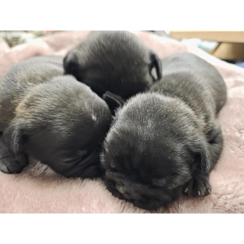 販売中の埼玉県のミックス犬-454757の3枚目