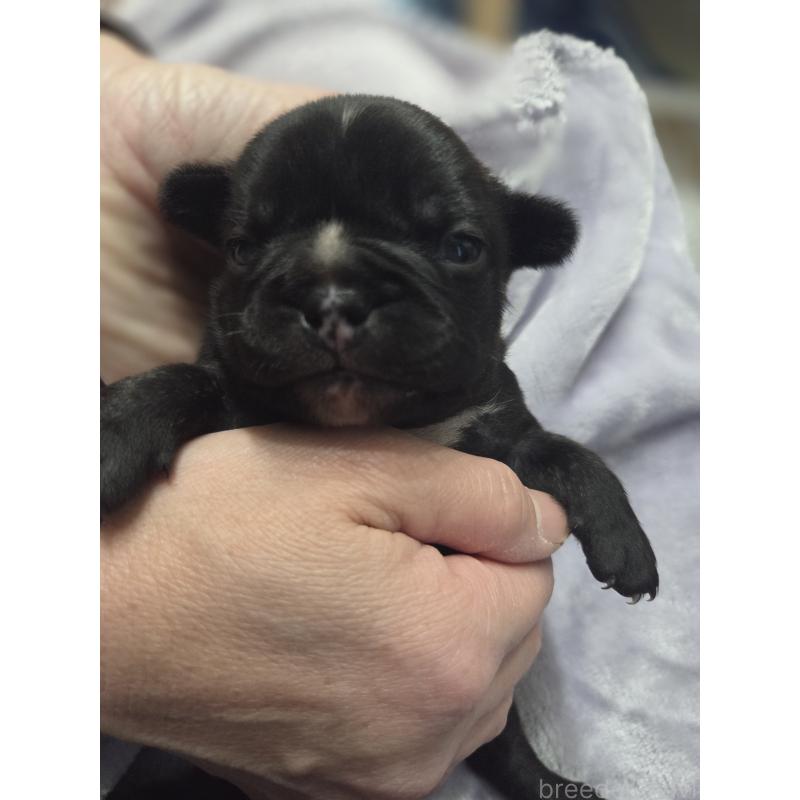 販売中の埼玉県のミックス犬-454757の2枚目