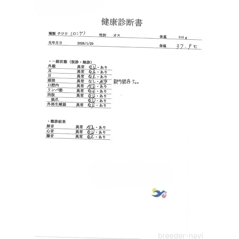 販売中の群馬県のチワワ(ロングコート)-454753の4枚目