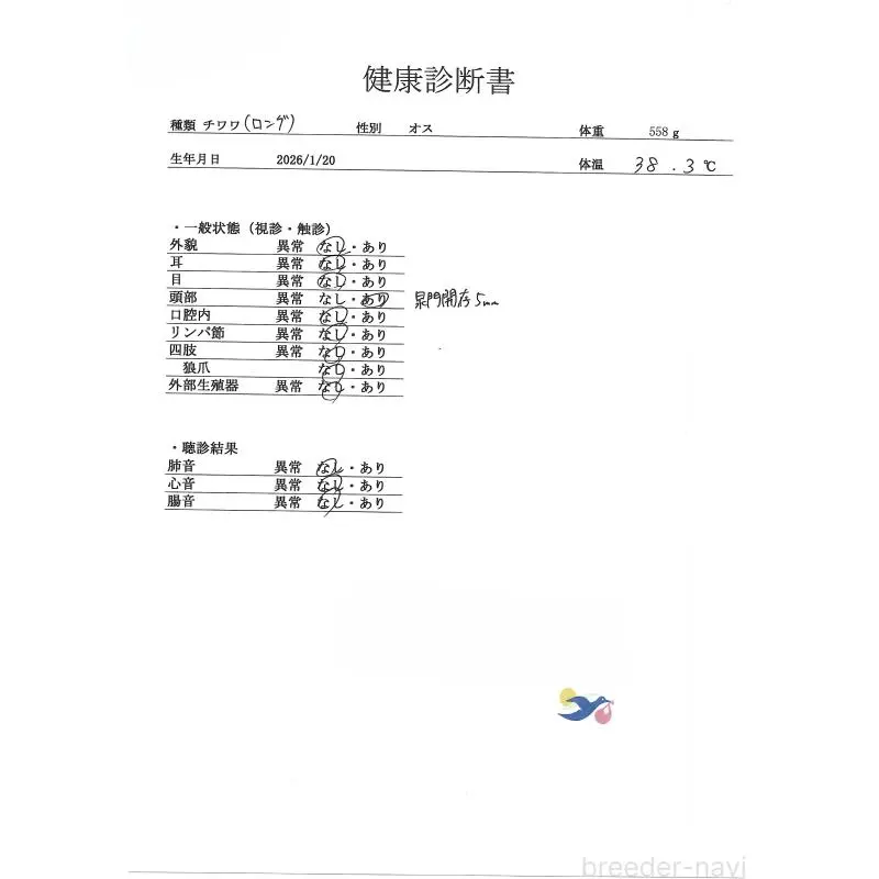 販売中の群馬県のチワワ(ロングコート)-454754の4枚目