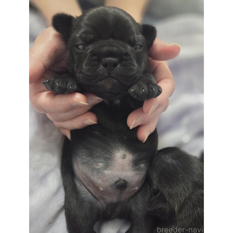 販売中の埼玉県のミックス犬-454758の4枚目