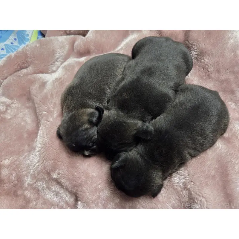 販売中の埼玉県のミックス犬-454758の3枚目