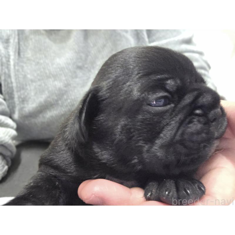 販売中の埼玉県のミックス犬-454758の2枚目