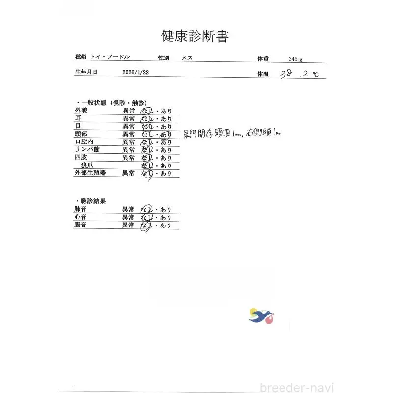 販売中の群馬県のトイプードル-454724の4枚目
