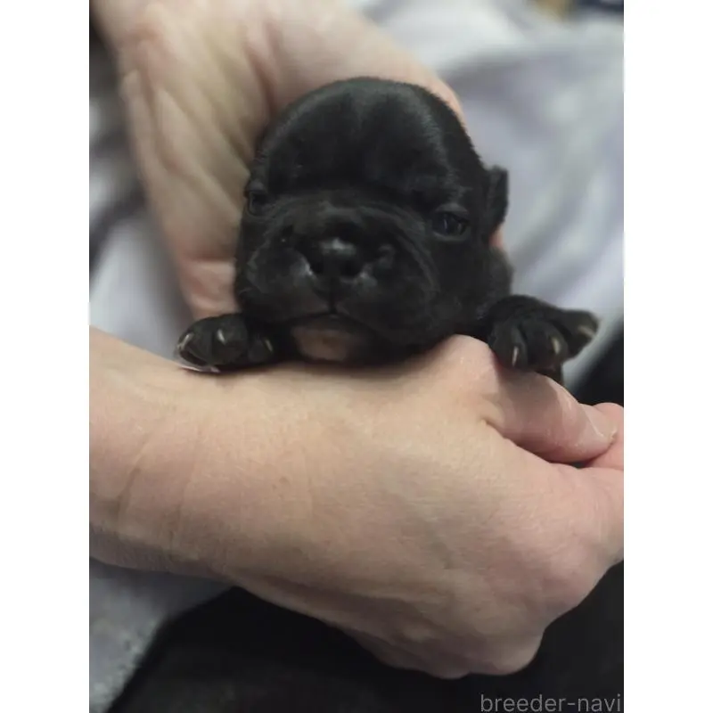 販売中の埼玉県のミックス犬-454761の4枚目